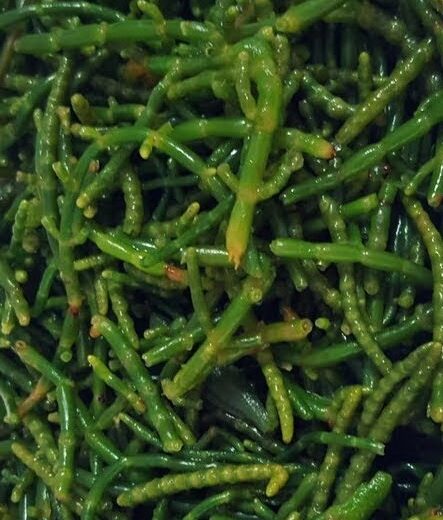 Deniz börülcesi tarifi